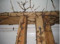 Termite on sale treatment cost